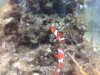 clownfish2.jpg
