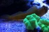 Watchman Goby2.jpg