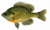 bluegill1.jpg