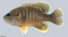 Lepomis cyanellus  Green Sunfish 2000.jpg