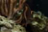 fish-1-2.jpg fish-1-2.jpg