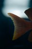 fish-1.jpg fish-1.jpg