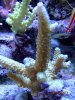 Yellow Acropora.jpg