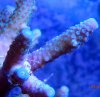 Purple Monster Acropora Close Up.jpg