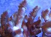 Purple Monster Acropora.jpg