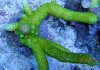 Green Millepora.jpg