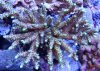 Acropora Yellow fuzz .jpg