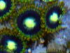 Zoanthid 2.jpg