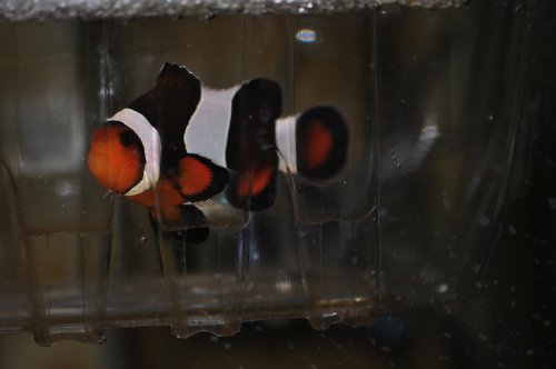 DSC_0111.JPG