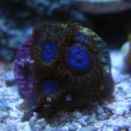 natesreef