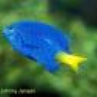 fishman2233