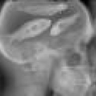 Fish Brain