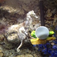 SeahorseKeeper