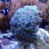 Gallaneal