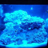 FishyBusiness