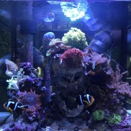 Coralfarmer