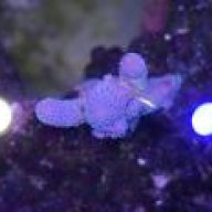 nycoral1