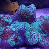 mikeminireef