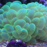 FFFishy
