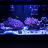 rayaquascaping