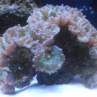 Reef-A-Holic