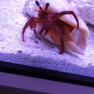Crabby