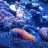 addicted_2_coral