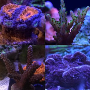 Sponge 110 tank. 400 gallon system