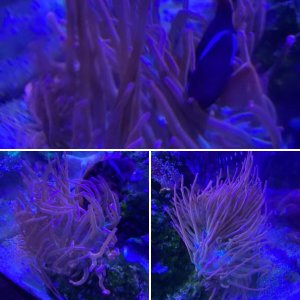 anemone