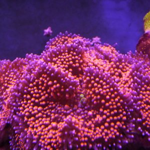 Orange ricordia 1.9 2 .JPG